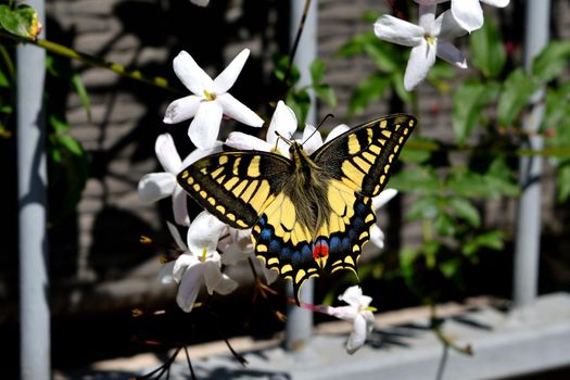 Closeup of a wonderful butterfly Papilio Machaon while feeding on nectar from jasmine flowers