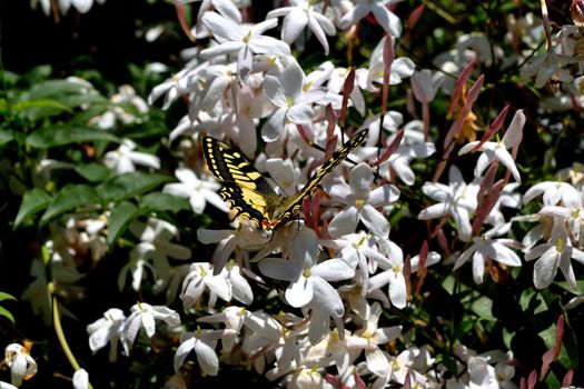 Closeup of a wonderful butterfly Papilio Machaon while feeding on nectar from jasmine flowers