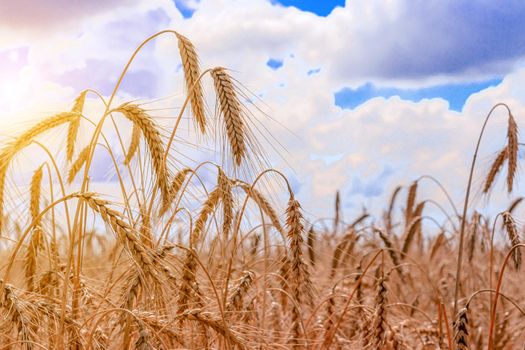 Field with wheat ears . The spikelets lowered their heads. The Mature crop. Harvest. Wheat. Advertising bread. Advertising kvass. Beautiful photo of wheat crops. Agricultural products.
