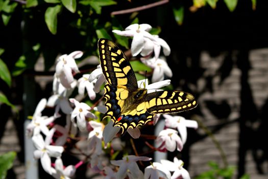 Closeup of a wonderful butterfly Papilio Machaon while feeding on nectar from jasmine flowers