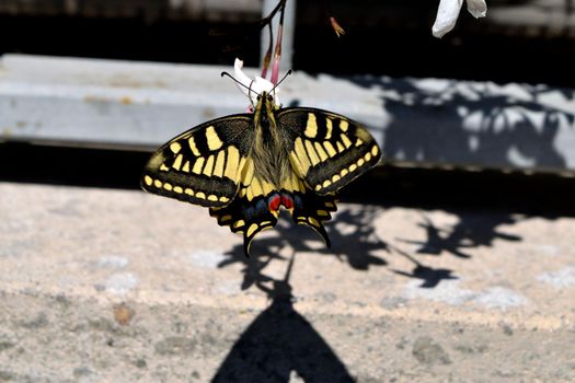 Closeup of a wonderful butterfly Papilio Machaon while feeding on nectar from jasmine flowers