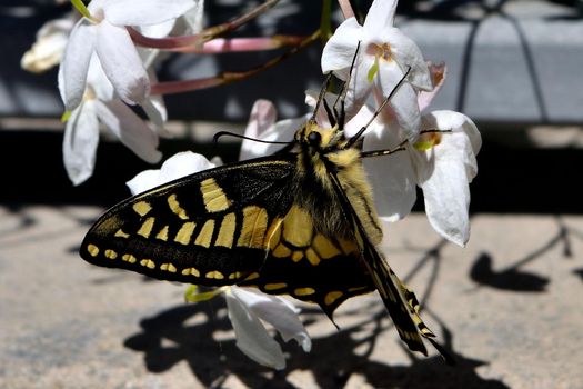 Closeup of a wonderful butterfly Papilio Machaon while feeding on nectar from jasmine flowers
