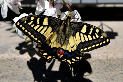 Closeup of a wonderful butterfly Papilio Machaon while feeding on nectar from jasmine flowers