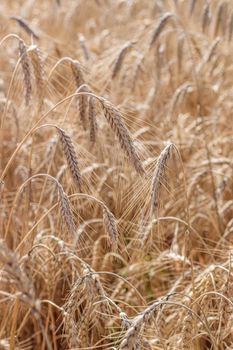 Wheat field background . Collection of field crops. Rural landscape. Background of ripening wheat ears in the field and sunlight. Selective focus. Field landscape.