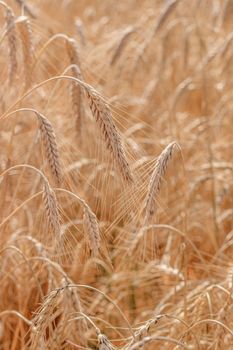 Wheat field background . Collection of field crops. Rural landscape. Background of ripening wheat ears in the field and sunlight. Selective focus. Field landscape.