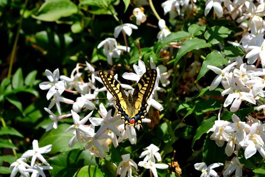 Closeup of a wonderful butterfly Papilio Machaon while feeding on nectar from jasmine flowers