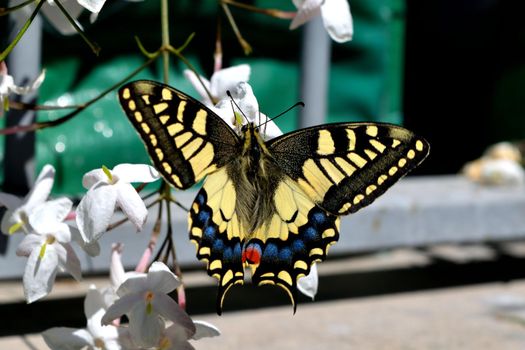 Closeup of a wonderful butterfly Papilio Machaon while feeding on nectar from jasmine flowers