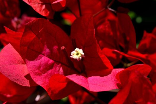 A closeup of freshly blossomed bougainvillea flowers, illuminated by the spring sun