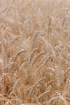 Wheat field background . Collection of field crops. Rural landscape. Background of ripening wheat ears in the field and sunlight. Selective focus. Field landscape.