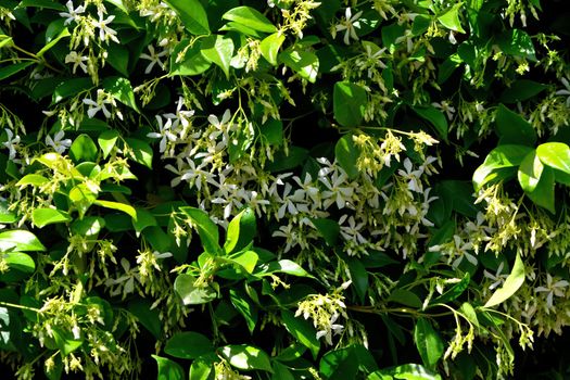 A closeup of freshly blossomed trachelospermum jasminoides flowers, illuminated by the spring sun