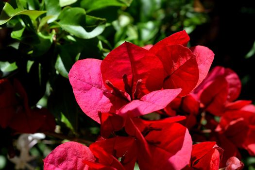 A closeup of freshly blossomed bougainvillea flowers, illuminated by the spring sun