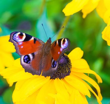 The urticaria butterfly sits on a yellow flower . beautiful butterfly. Insect . Insect on a flower. Butterfly on a flower. Design of printed products