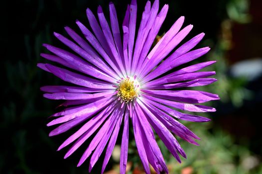 A closeup of freshly blossomed lampranthus roseus flowers, illuminated by the spring sun