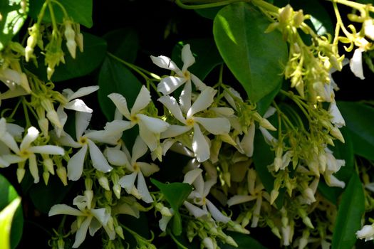 A closeup of freshly blossomed trachelospermum jasminoides flowers, illuminated by the spring sun