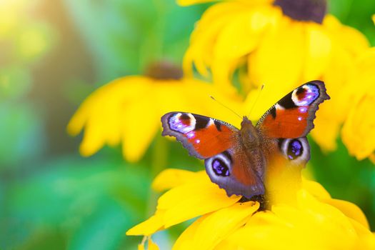 The urticaria butterfly sits on a yellow flower . beautiful butterfly. Insect . Insect on a flower. Butterfly on a flower. Design of printed products