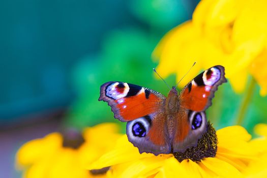 The urticaria butterfly sits on a yellow flower . beautiful butterfly. Insect . Insect on a flower. Butterfly on a flower. Design of printed products