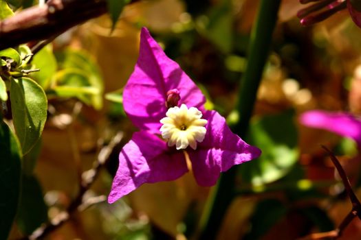 A closeup of a beautiful bougainvillea purple flower