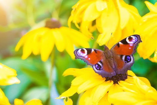 The urticaria butterfly sits on a yellow flower . beautiful butterfly. Insect . Insect on a flower. Butterfly on a flower. Design of printed products