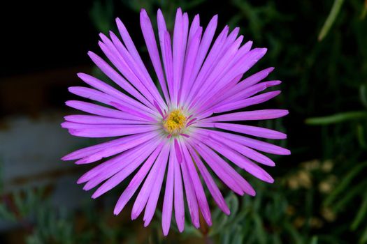 A closeup of freshly blossomed lampranthus roseus flowers, illuminated by the spring sun