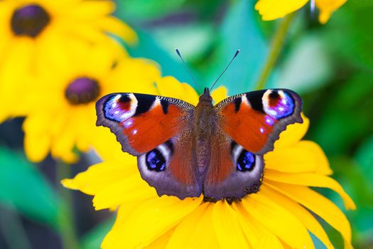 The urticaria butterfly sits on a yellow flower . beautiful butterfly. Insect . Insect on a flower. Butterfly on a flower. Design of printed products