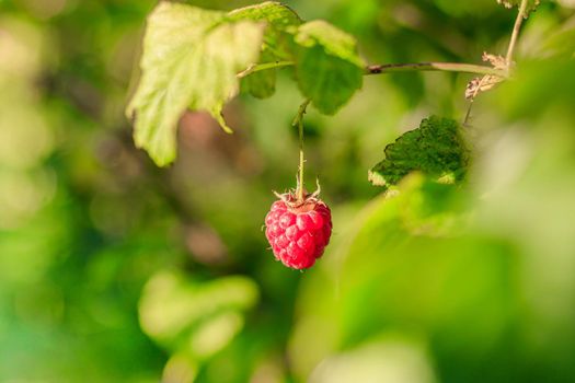 A raspberry berry hangs on a branch . Summer red berries. Sweet berry. Article about the raspberry variety. Article about caring for berries. Copy space
