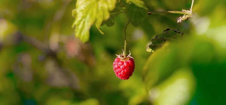 A raspberry berry hangs on a branch . Summer red berries. Sweet berry. Article about the raspberry variety. Article about caring for berries. Copy space