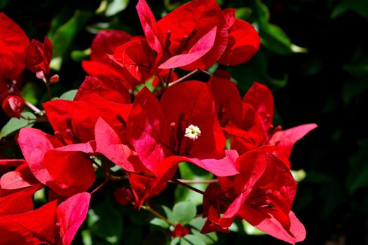 A closeup of freshly blossomed bougainvillea flowers, illuminated by the spring sun