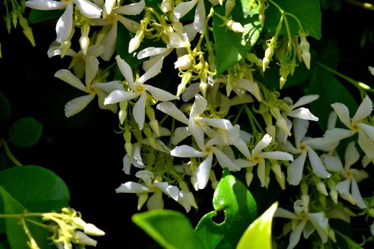 A closeup of freshly blossomed trachelospermum jasminoides flowers, illuminated by the spring sun