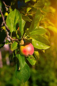 Red garden Apple on a branch . Harvest. Apple saved. Non-GMO fruit. A red Apple hangs on a branch. Copy space