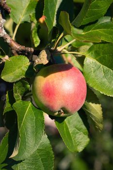 Red garden Apple on a branch . Harvest. Apple saved. Non-GMO fruit. A red Apple hangs on a branch. Copy space