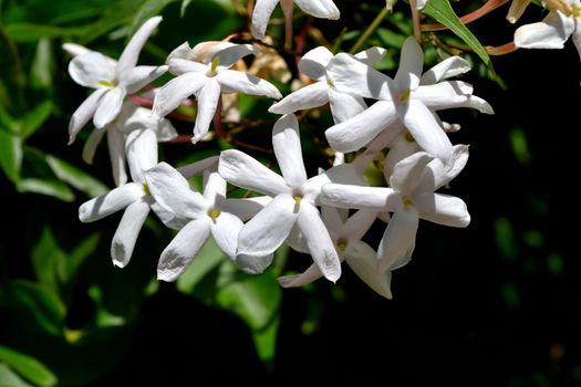 A closeup of freshly blossomed trachelospermum jasminoides flowers, illuminated by the spring sun