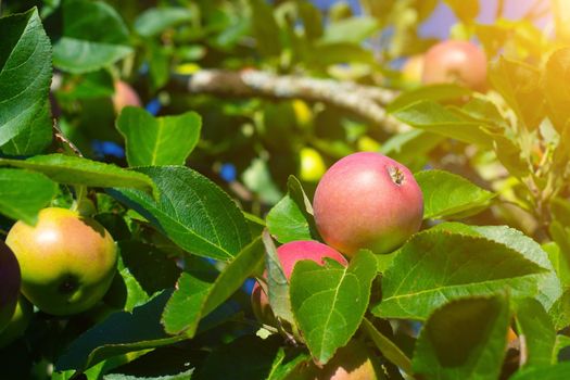 Red garden Apple on a branch . Harvest. Apple saved. Non-GMO fruit. A red Apple hangs on a branch. Copy space