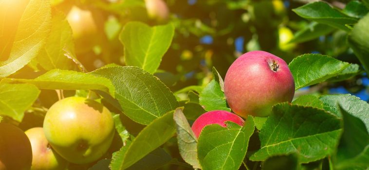 Red garden Apple on a branch . Harvest. Apple saved. Non-GMO fruit. A red Apple hangs on a branch. Copy space