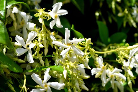 A closeup of freshly blossomed trachelospermum jasminoides flowers, illuminated by the spring sun