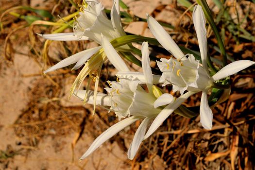 A closeup of a beautiful Pancratium Maritimum white flowers