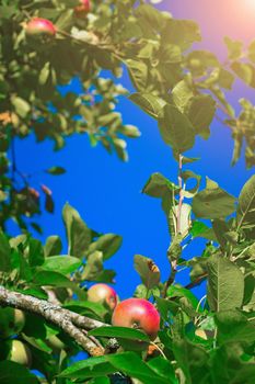 Red garden Apple on a branch . Harvest. Apple saved. Non-GMO fruit. A red Apple hangs on a branch. Copy space