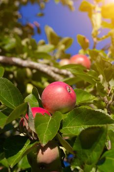 Red garden Apple on a branch . Harvest. Apple saved. Non-GMO fruit. A red Apple hangs on a branch. Copy space