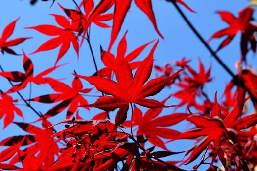 Closeup of the red leaves of a freshly sprouted Japanese acer palmatum, illuminated by the spring sun