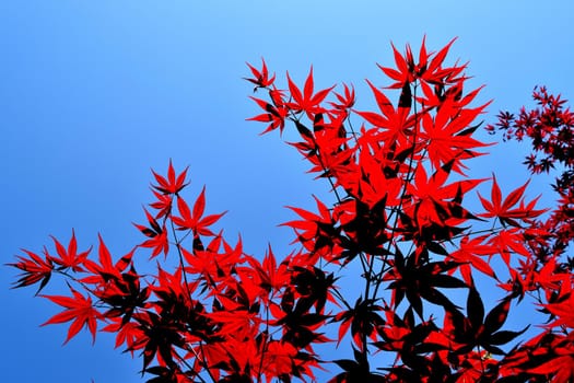 Closeup of the red leaves of a freshly sprouted Japanese acer palmatum, illuminated by the spring sun