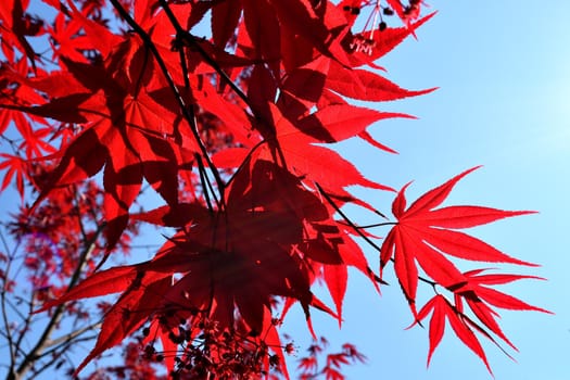 Closeup of the red leaves of a freshly sprouted Japanese acer palmatum, illuminated by the spring sun