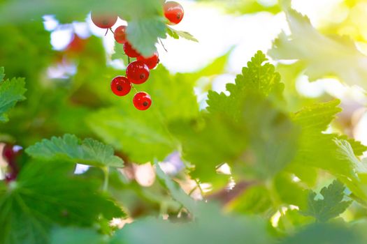 A branch of red currant . Red berry. Harvest. Summer red berries . Without preservatives. A currant branch hangs over the greenery. Copy space