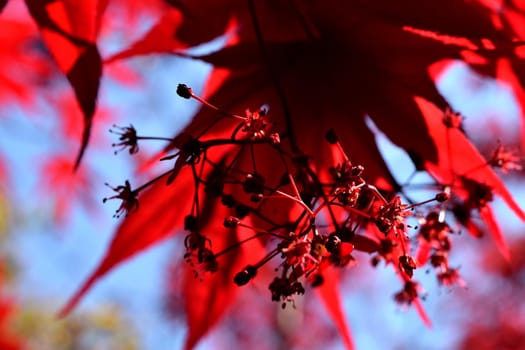 Closeup of the red leaves of a freshly sprouted Japanese acer palmatum, illuminated by the spring sun