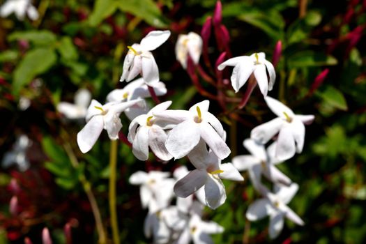 A closeup of beautiful freshly blooming jasmine flowers