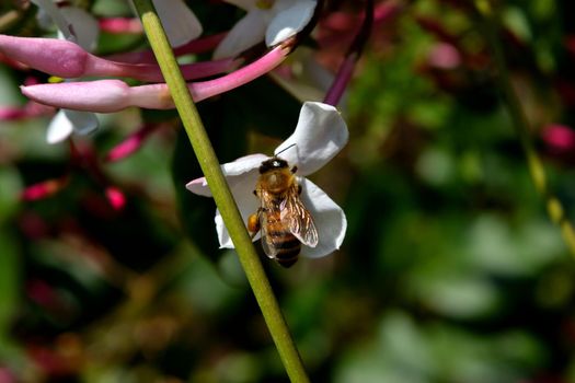 A bee sitting on a flower and feeds on nectar during spring