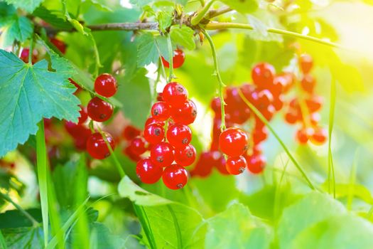 A branch of red currant . Red berry. Harvest. Summer red berries . Without preservatives. A currant branch hangs over the greenery. Copy space