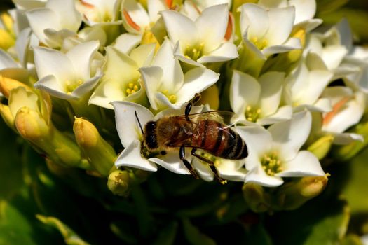 A bee sitting on a flower and feeds on nectar during spring