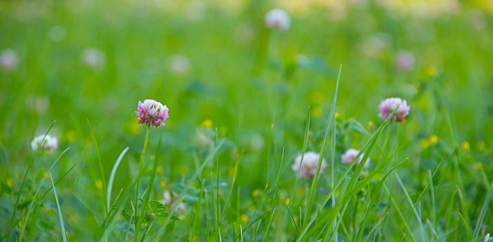 Flower background of clover in the grass. Beautiful photo of clover. Pink flower of a clover. Green grass background. Article about medicinal herbs. Herbal background with copy space . Green grass