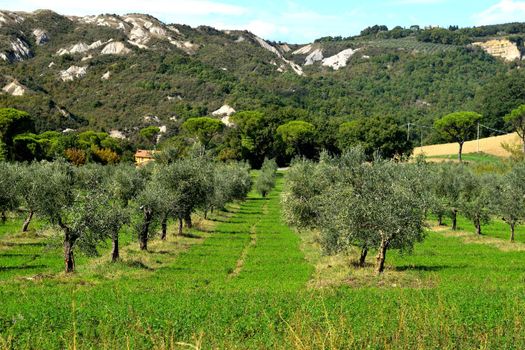 View of the beautiful Tuscan countryside with its unique colors.