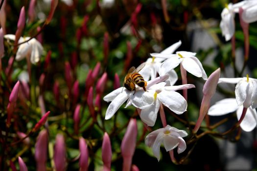 A bee sitting on a flower and feeds on nectar during spring