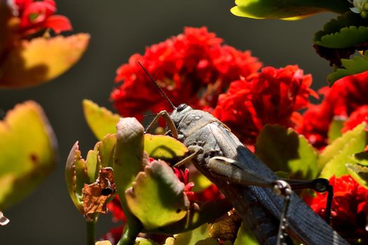 A huge grasshopper perched on a flower during spring